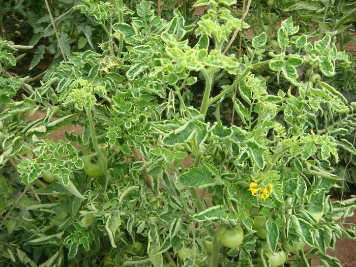 西紅柿卷葉是什么原因？應該怎樣防治？與司普沃一起來看看