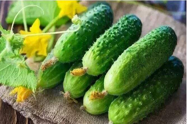 想要黃瓜優(yōu)質生長，需要考慮哪些因素，與司普沃一起討論討論