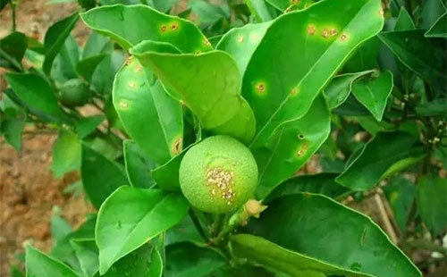 柑橘疫霉病有哪些癥狀？疫霉病發(fā)病原因是什么？司普沃為您解答