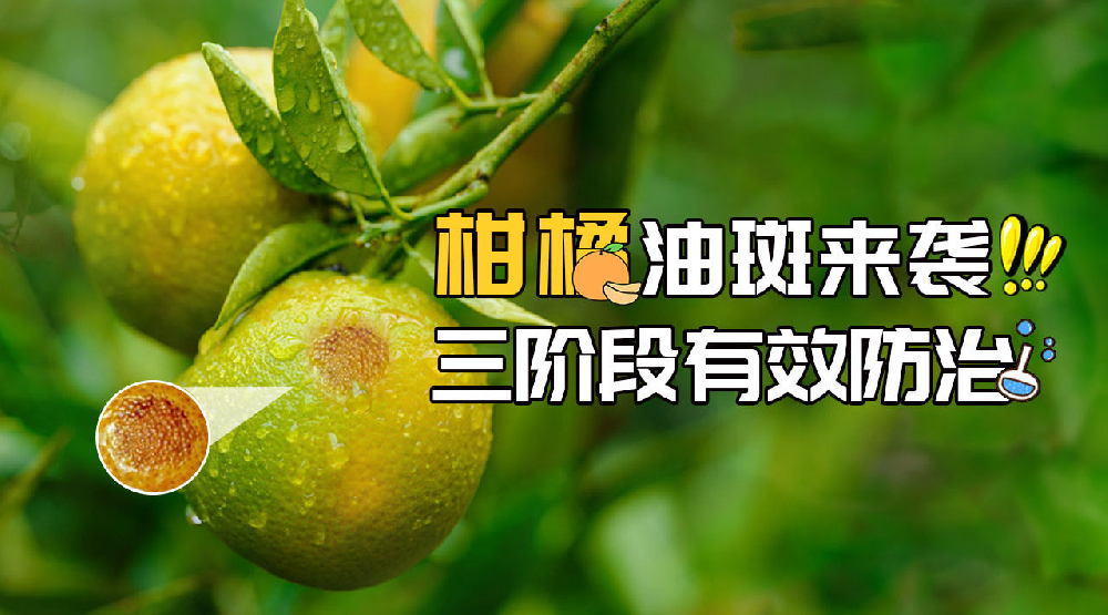司普沃淺談柑橘油斑病的田間癥狀、誘發(fā)原因及預(yù)防措施