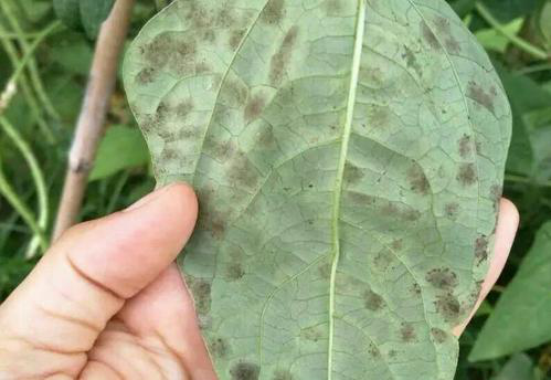 司普沃淺談豆角葉霉病的為害癥狀、發(fā)生原因及防治措施