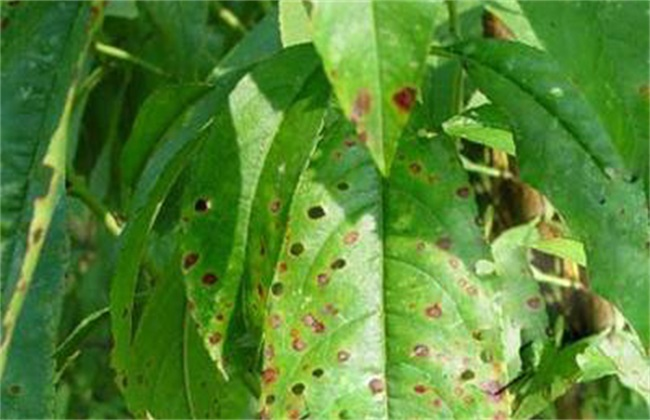 司普沃淺談桃樹炭疽病的癥狀、病原、發(fā)生規(guī)律及防治措施