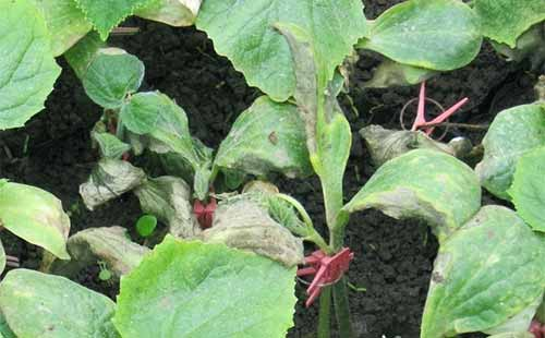 司普沃淺談茄子早疫病的發(fā)生癥狀、發(fā)病規(guī)律及綜合防治措施