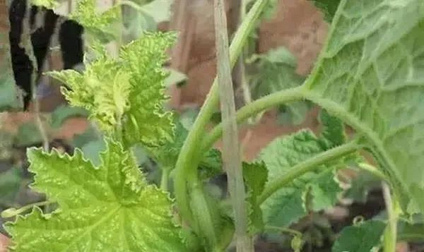 1632450129196862.png 圖片5.png