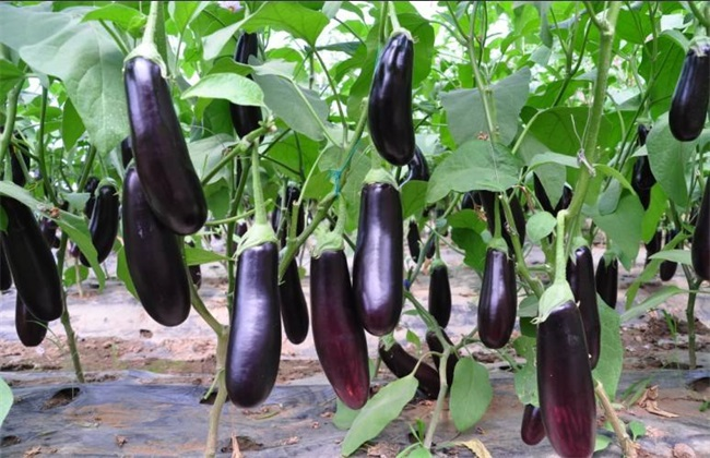 大棚茄子畝產(chǎn)4萬斤，是怎么做到的呢？來看司普沃有什么好方法