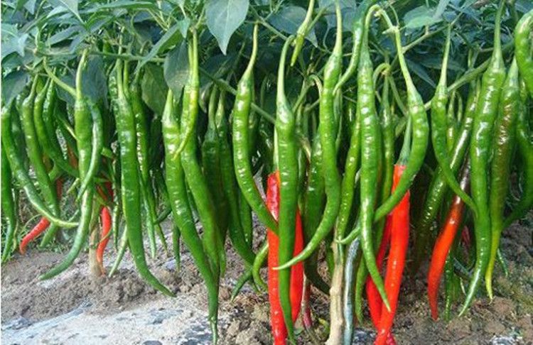 溫室大棚辣椒出現(xiàn)死棵，趕快找原因和方法！司普沃幫您減少損失