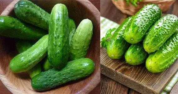 黃瓜秧子細(xì)需要施用什么肥？如何施用？司普沃為您解答