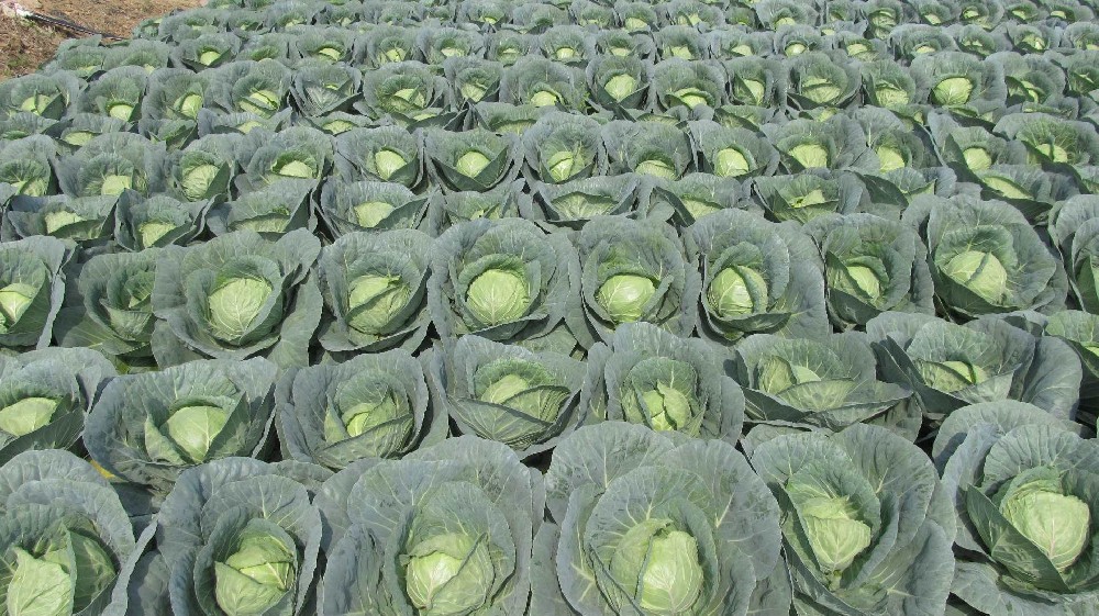 司普沃淺談甘藍根腐病發病原因及防治技術