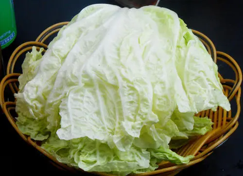 司普沃淺談白菜白銹病發病癥狀及防治技術