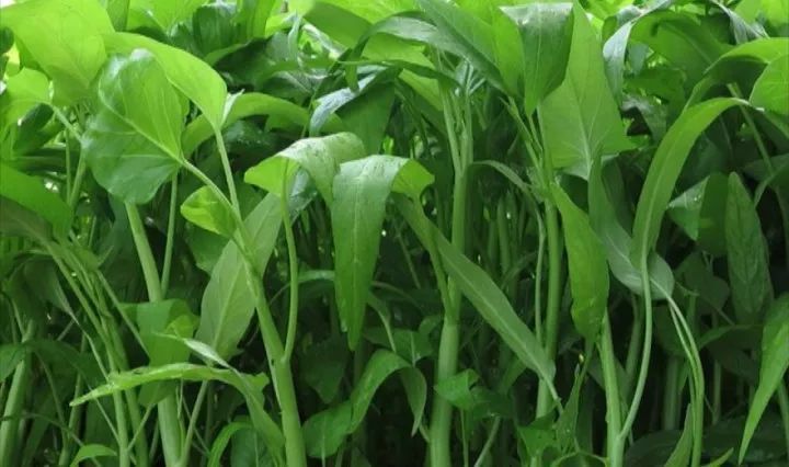 空心菜炭蛆病有哪些癥狀？應當如何防治？下面司普沃為您解答