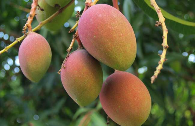 1636705446232087.jpg 芒果1.jpg