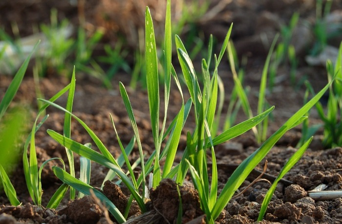 1636785055146628.png 麥苗壯1.png