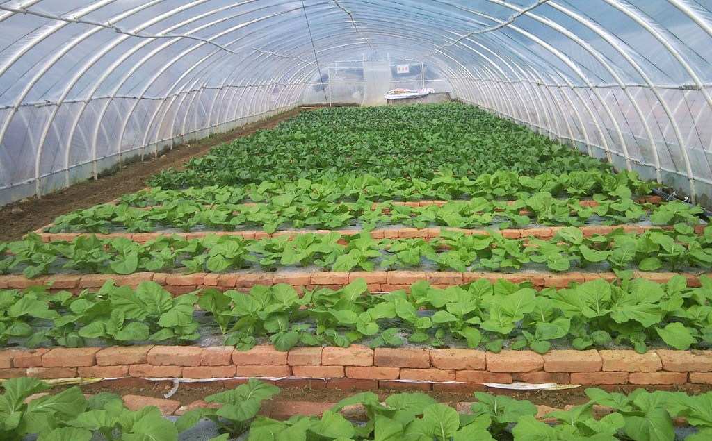 1636965005854446.png 棚室蔬菜1.png