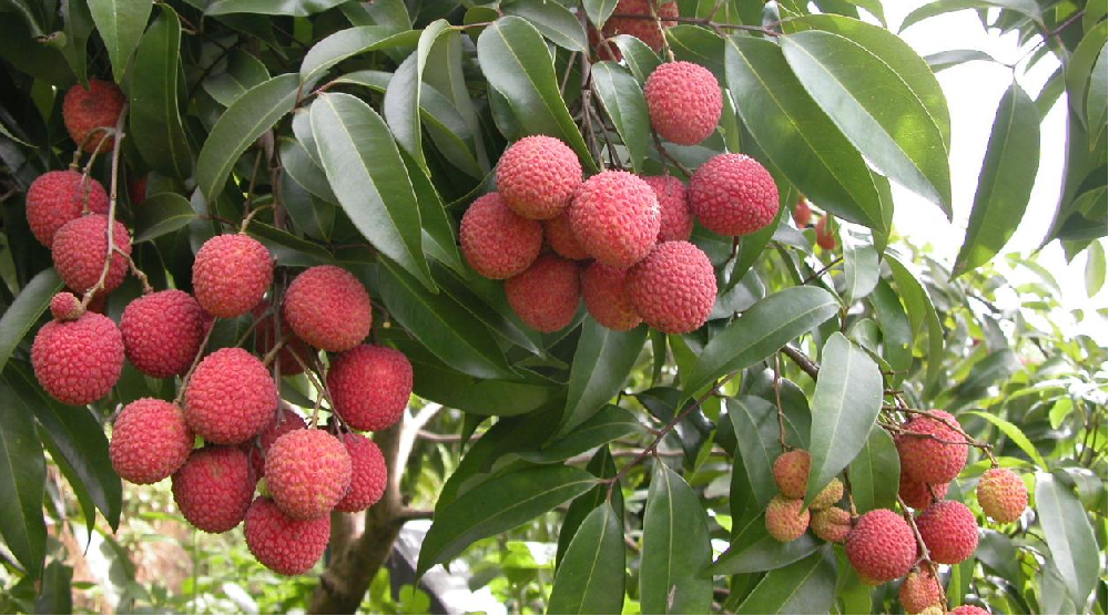 荔枝的花芽分化階段，如何管理水肥？司普沃告訴您