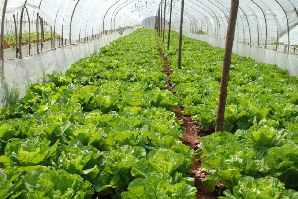 冬季蔬菜生長(zhǎng)緩慢，這該怎么辦？司普沃來(lái)幫您