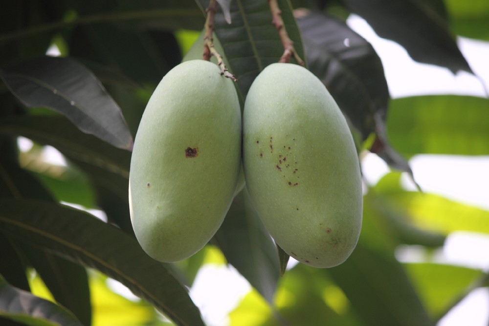 芒果補(bǔ)鈣竟這么重要，你補(bǔ)鈣了嗎？司普沃提醒大家要給芒果補(bǔ)鈣了