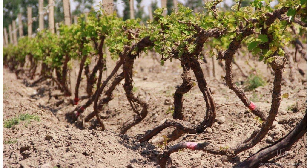 種葡萄卻對(duì)葡萄根系不了解，能種好嗎？司普沃邀您一起來(lái)暢聊