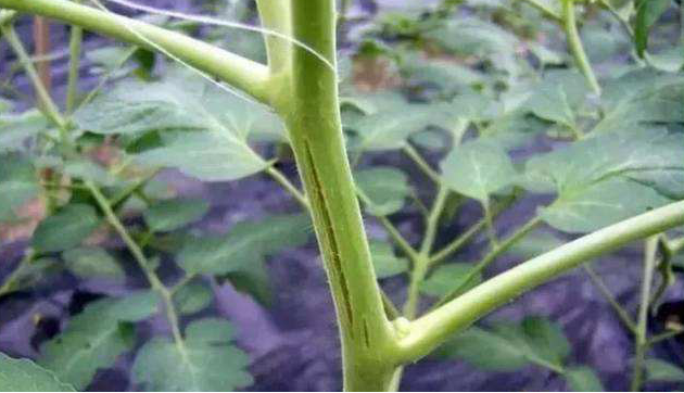 番茄嫩莖開裂，糟糕的事情發(fā)生了，怎樣來預防它