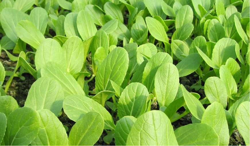 小白菜長得好不好，關鍵看這4點，簡單又高產