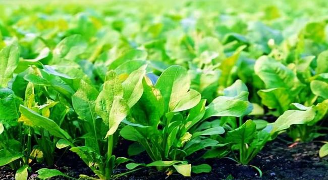 葉面追肥要用到點上，才能起到*大效果，勿做無用功