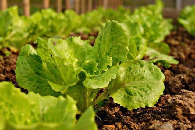 【注意】蔬菜種植中葉片容易發(fā)黃，這3方面問題要注意了