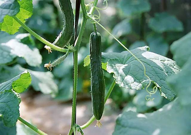 黃瓜結(jié)瓜盛期歇茬了，什么原因，如何治