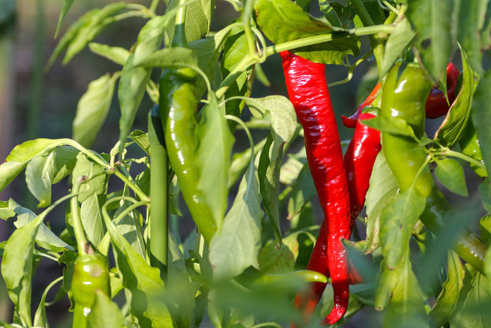 辣椒出現(xiàn)落花落果，原因和防治方法來了，速看