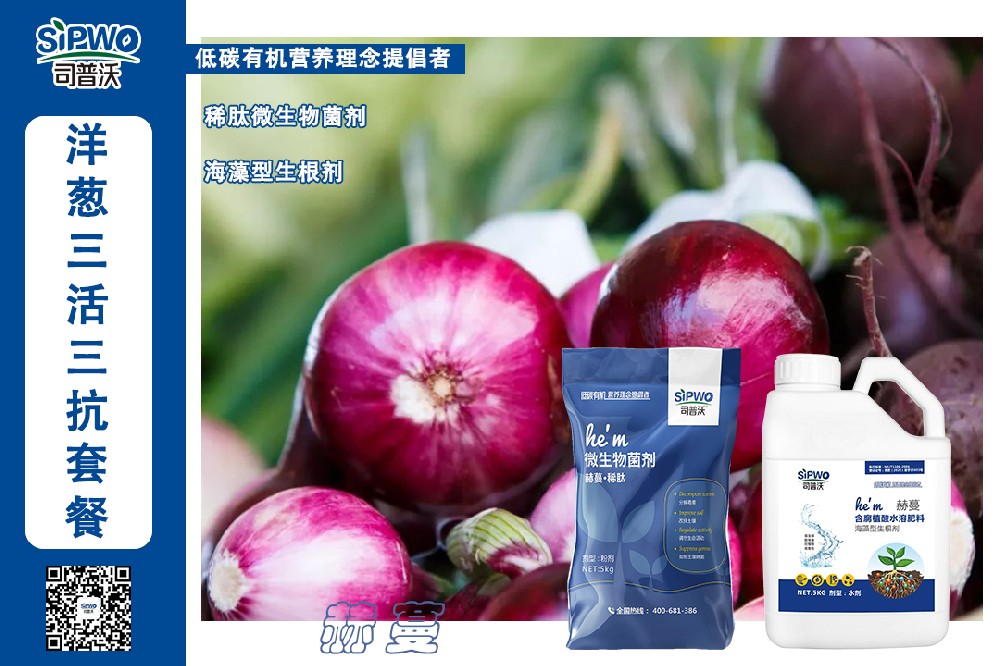 掌握這幾點(diǎn)洋蔥高產(chǎn)栽培技術(shù)，產(chǎn)量翻一番