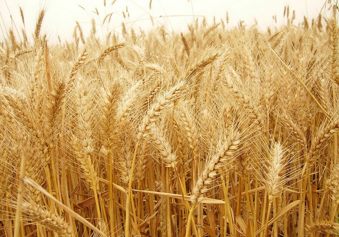 小麥根腐病是什么原因?qū)е碌模繎撛鯓庸芾砟兀? class=