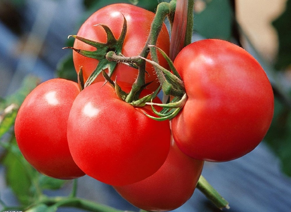 番茄上色難嗎？真不難，這篇文章保準有用