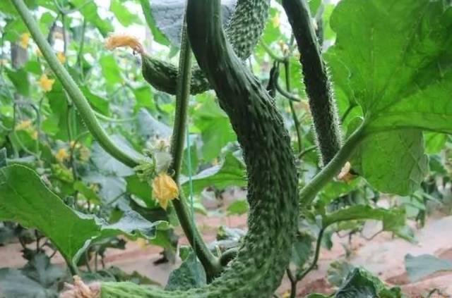 黃瓜主莖不生長，是怎么回事？要如何解決